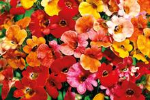 Nemesia strumosa mix - all images: Floramedia